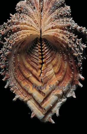 Hippopus hippopus