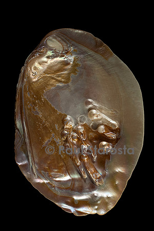 Pinctada sp. (huître perlière)
