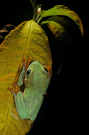Agalychnis moreletii