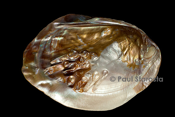 Pinctada sp. (huître perlière)