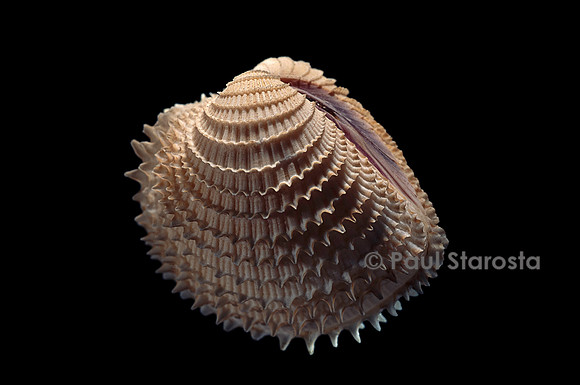 Chione gnidia