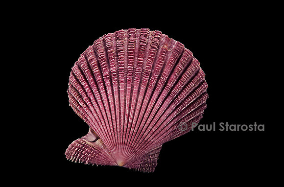 Pecten