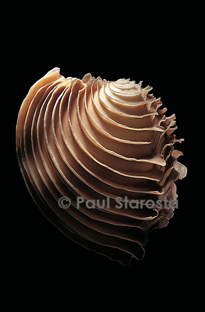 Circomphalus foliaceolamellosa