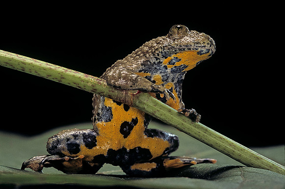 Bombina variegata (sonneur à ventre jaune)