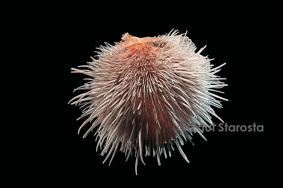 Spondylus linguaefelis