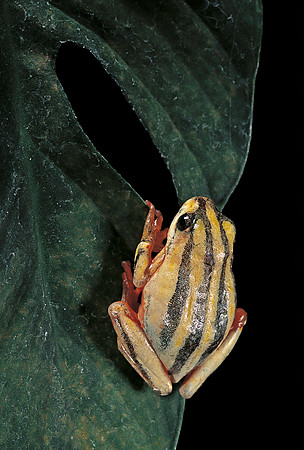 Hyperolius marmoratus taeniatus