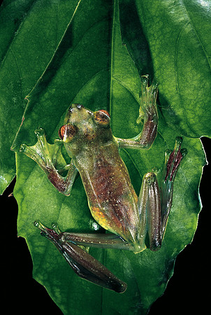 Rhacophorus prominanus