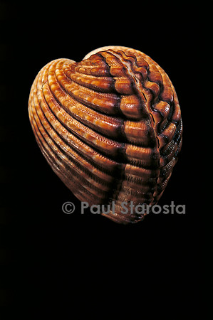 Acanthocardia tuberculata