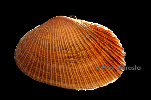 Asaphis violaceus