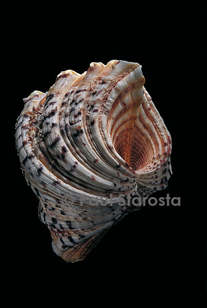 Hippopus hippopus