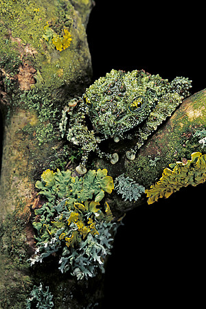 Theloderma corticale