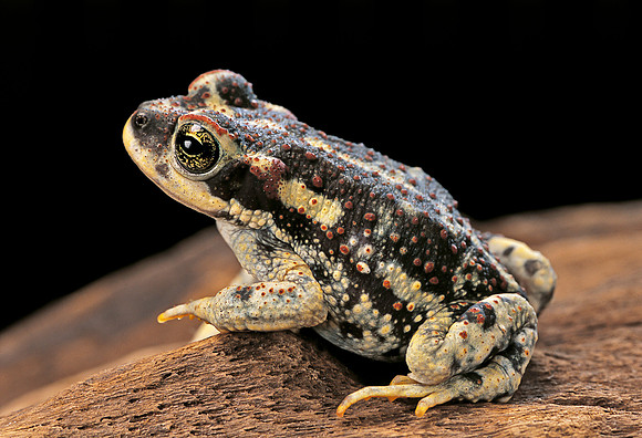 Rhinella spinulosa