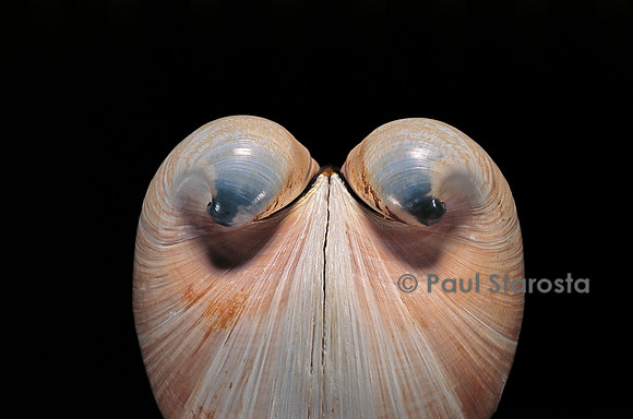 Glossus humanus