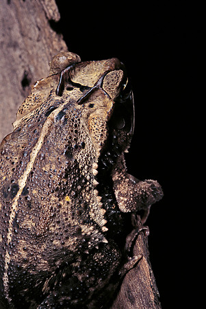Incilius cavifrons