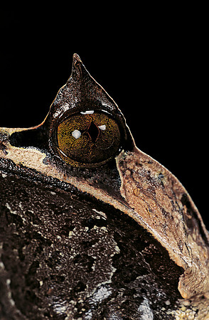 Megophrys nasuta (grenouille feuille)