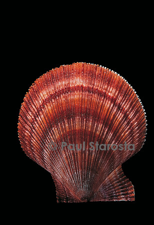Chlamys islandicus