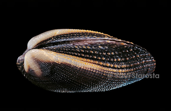Arca navicularis