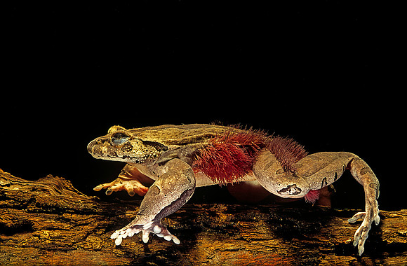 Trichobatrachus robustus (grenouille velue)