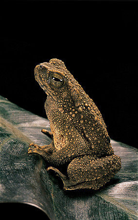 Bufo asper