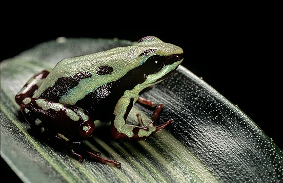 Epipedobates tricolor