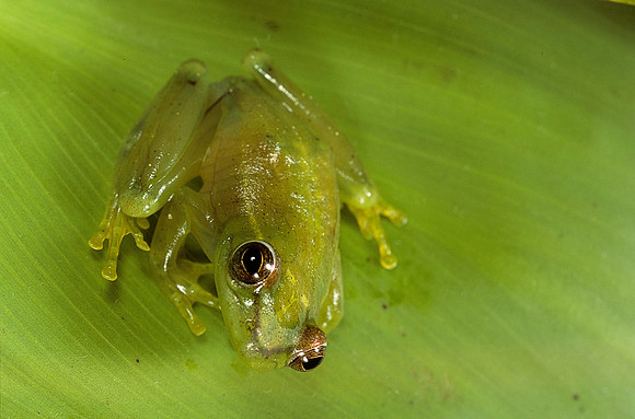 Hyperolius sp.