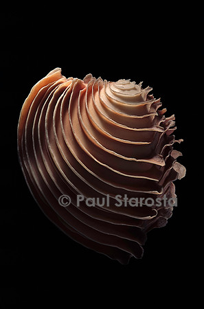 Circomphalus foliaceolamellosa
