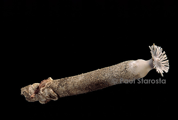 Brechites penis
