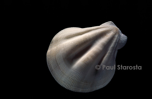 Pecten striatus