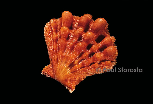 Lyropecten nodosus