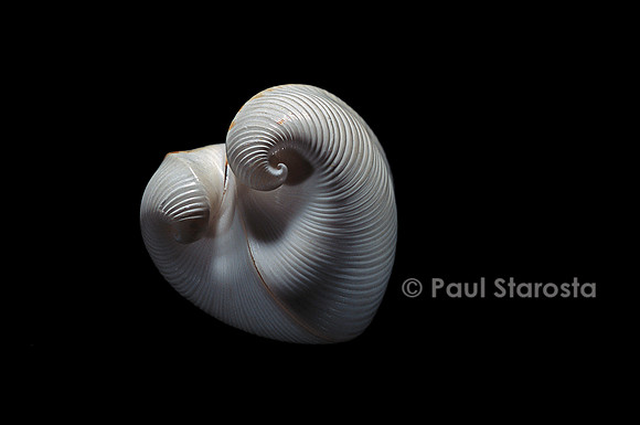Meiocardia moltkiana