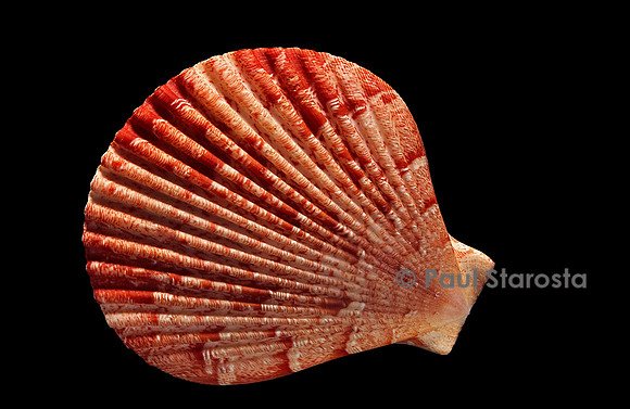Pecten superbus