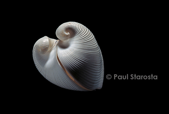 Meiocardia moltkiana