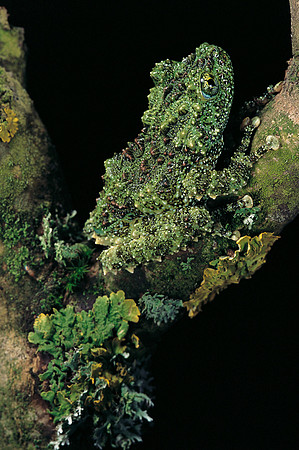 Theloderma corticale