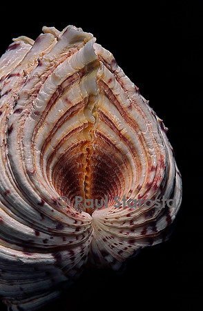 Hippopus hippopus