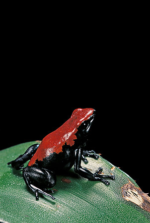 Adelphobates galactonotus