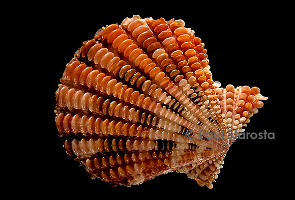 Gloripallium speciosum