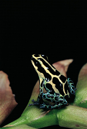 Ranitomeya ventrimaculata