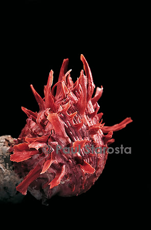Spondylus princeps