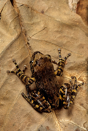 Phlyctimantis boulengeri
