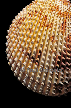 Trachycardium isocardia