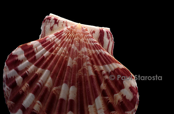 Pecten albicans