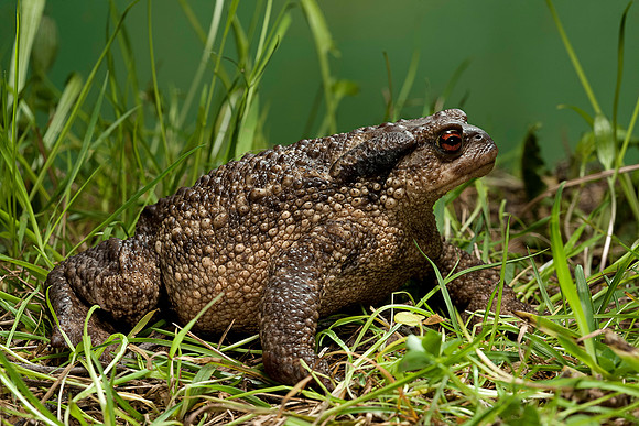 Bufo bufo (crapaud commun)
