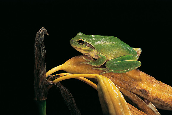 Hyla meridionalis (rainette)