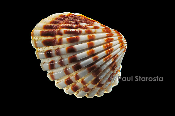Cardita bicolor