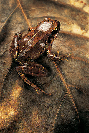 Arthroleptis variabilis