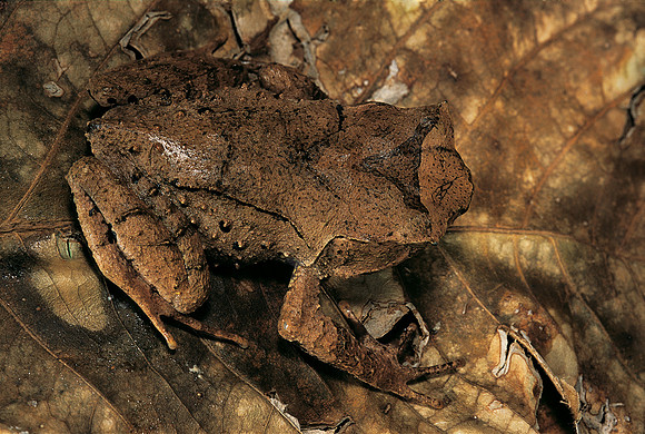 Megophrys longipes