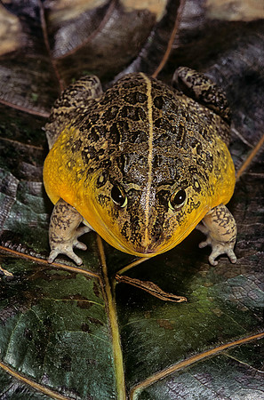 Pyxicephalus edulis