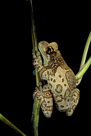 Phrynohyas resinifictrix
