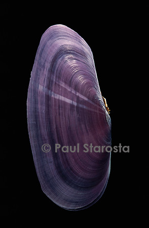 Hiatula diphos