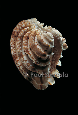 Chione paphia